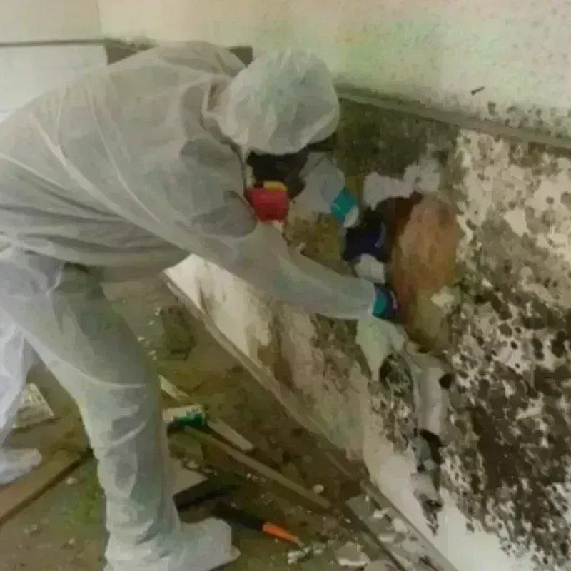 Mold Remediation and Removal in Mount Olive, IL